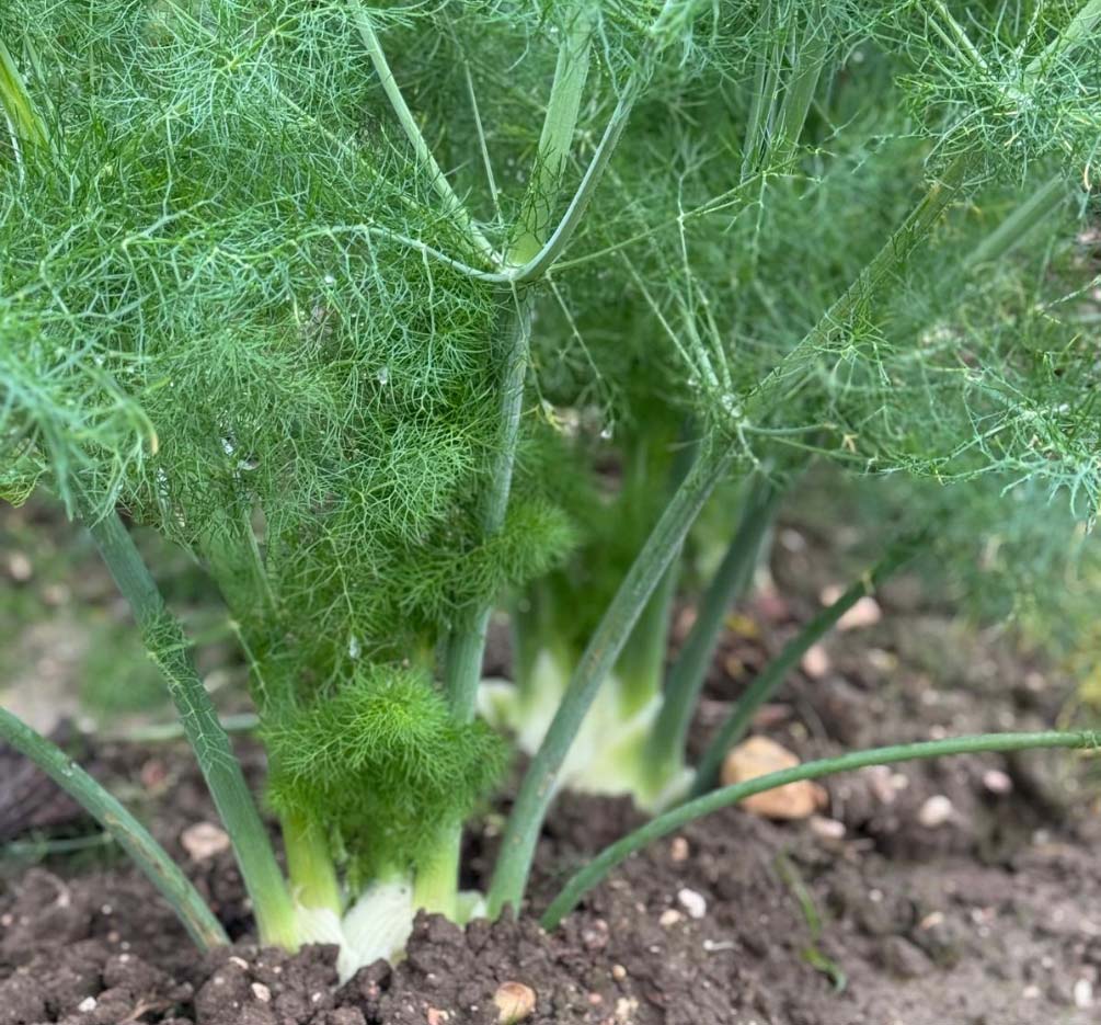 Prodotti freschi dal campo